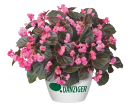 Doublet™ Rose