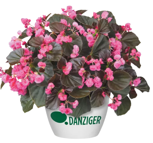 Doublet™ Rose