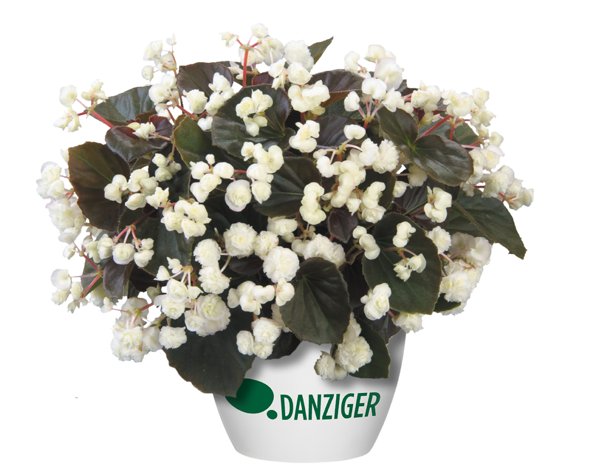 Doublet™ White - Danziger