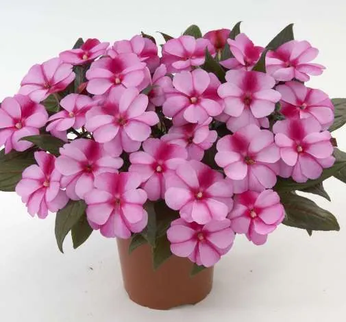 Harmony® Purple Cream