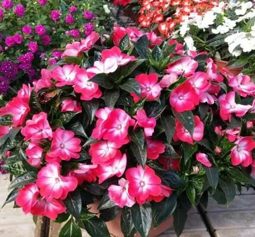 Hamony® Radiance™ Hot Pink