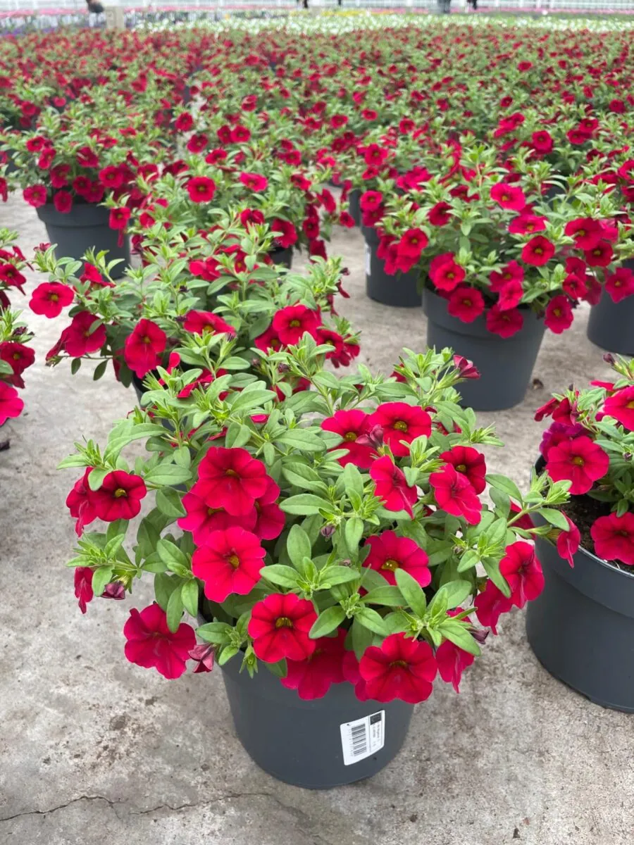 Lia™ Dark Red