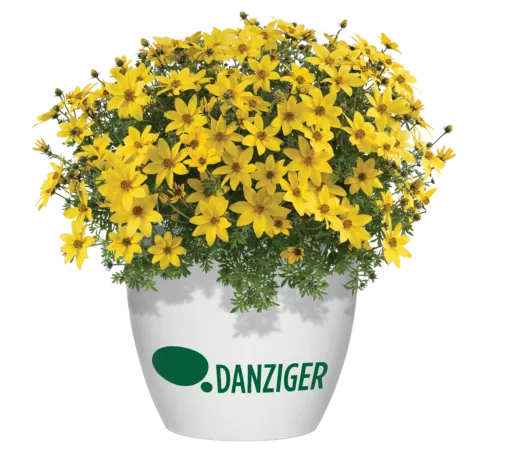 Mega Charm™
