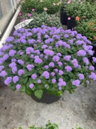 AGUILERA™ VIOLET