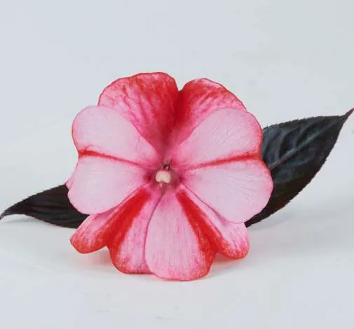 Harmony® Bicolor Red