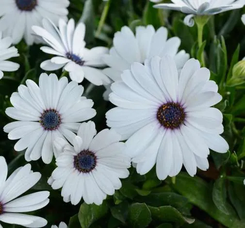 Osticade™ Pure White
