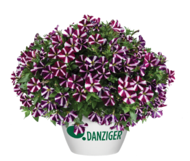 Amore® Fluttering Heart