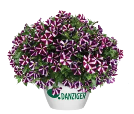 Amore® Fluttering Heart