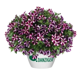 Amore® Fluttering Heart