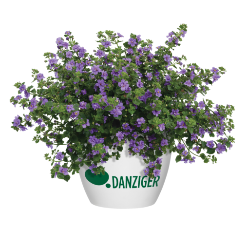 Scopia® Double Indigo