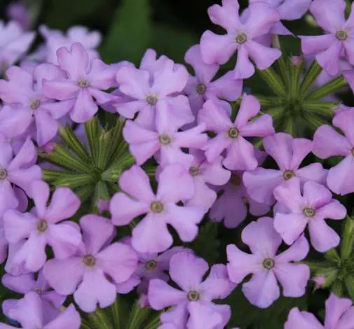 Vanessa™ Compact Lavender