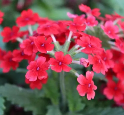 Vanessa™ Red