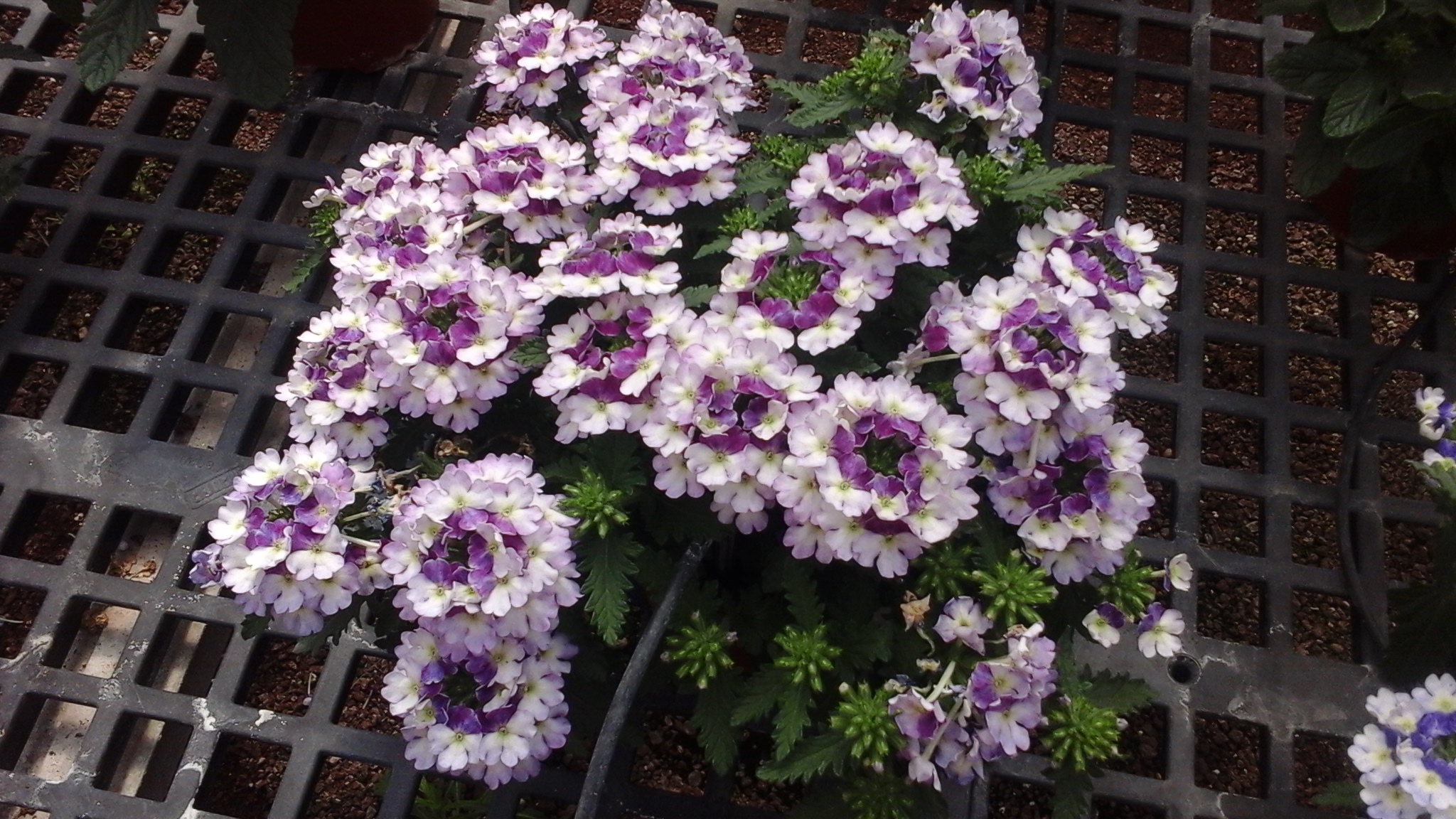 Vanessa™ Compact Bicolor Purple Danziger