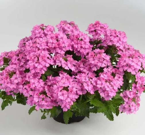 Vanessa™ Compact Pink