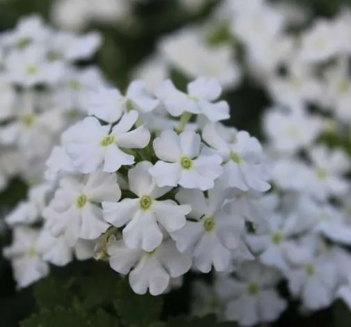 Vanessa™ Compact White