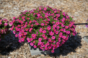 COLIBRI™ Pink Bling