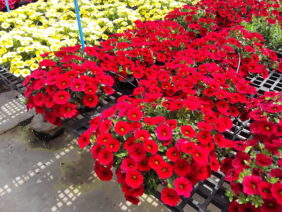 COLIBRI™ Bright Red