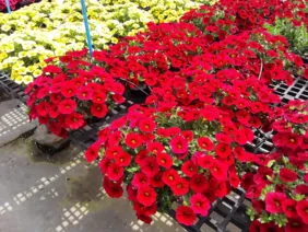 COLIBRI™ Bright Red