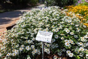 White Delight™ Improved