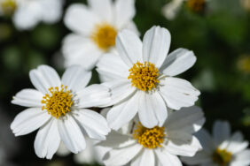 White Delight™ Improved