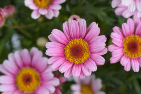 LOLLIES™ Marshmallow