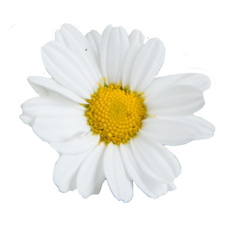 LOLLIES™ White Chocolate