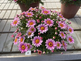 LOLLIES™ Marshmallow