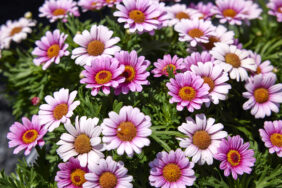 LOLLIES™ Marshmallow