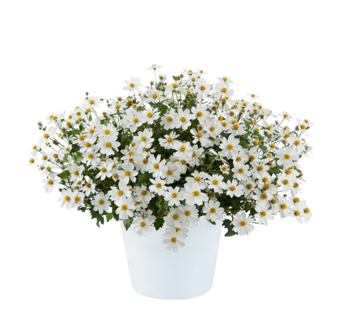 White Delight™ Improved