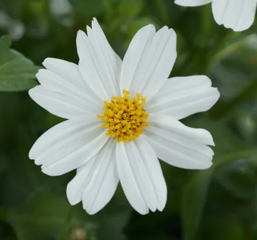 White Delight™ Improved