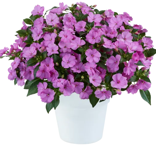 SOL LUNA™ Compact Lilac