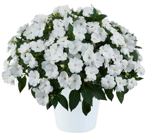 SOL LUNA™ Compact White