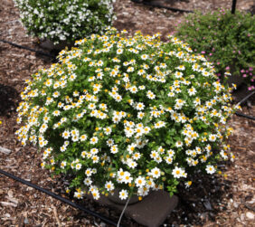 White Delight™ Improved