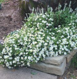 White Delight™ Improved