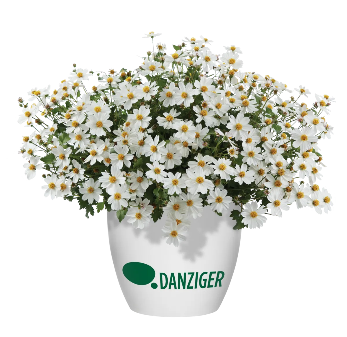 White Delight™ Improved