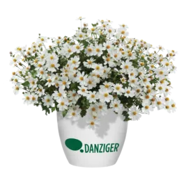 White Delight™ Improved