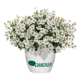 White Delight™ Improved