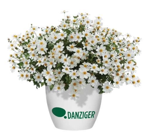 White Delight™ Improved