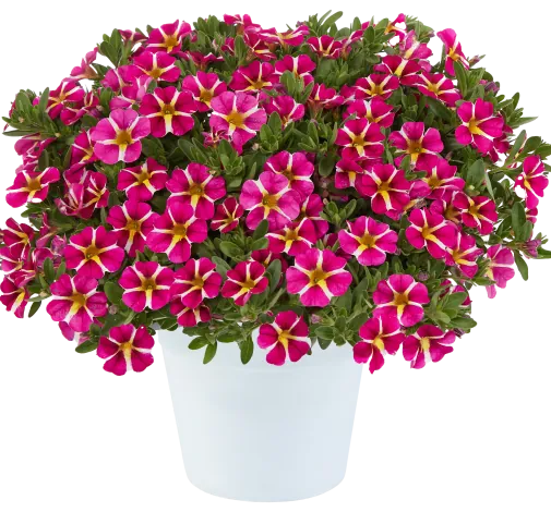 COLIBRI™ Pink Bling