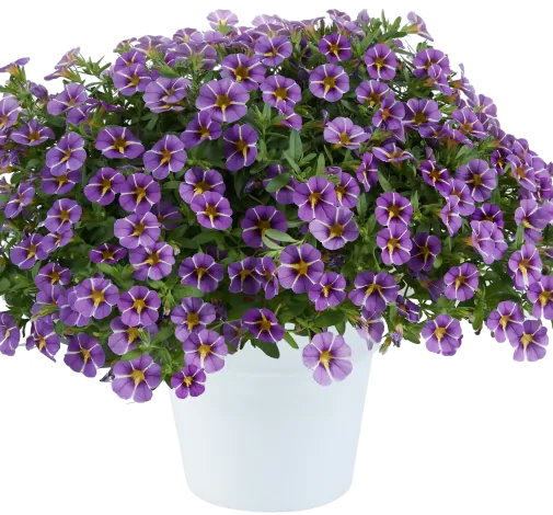 COLIBRI™ Purple Bling