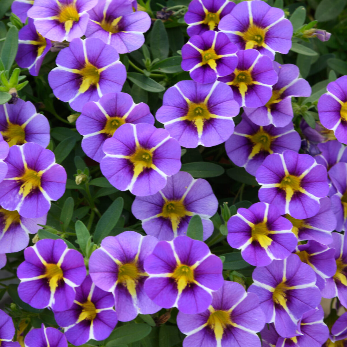 COLIBRI™ Purple Bling - Danziger