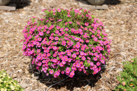 COLIBRI™ Pink Bling