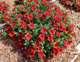 COLIBRI™ Bright Red