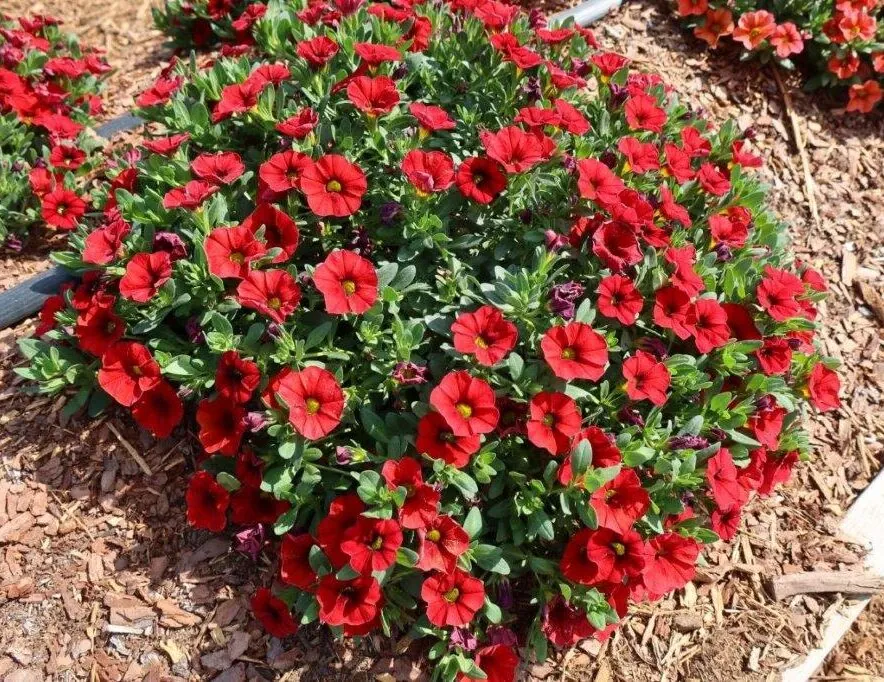 COLIBRI™ Bright Red