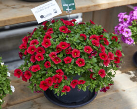 COLIBRI™ Bright Red