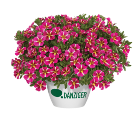 COLIBRI™ Pink Bling