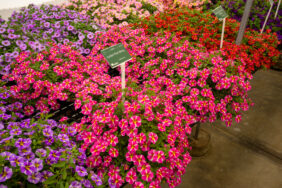 COLIBRI™ Pink Bling