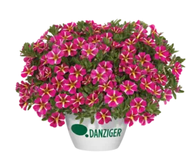 COLIBRI™ Pink Bling