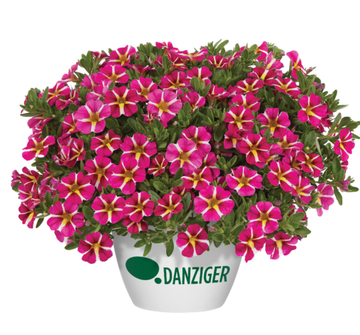 COLIBRI™ Pink Bling