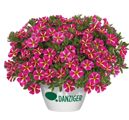 COLIBRI™ Pink Bling